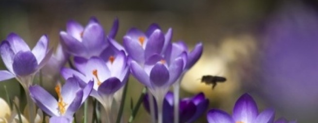 Коллекция Весна | Flaum Frühling Kollektion